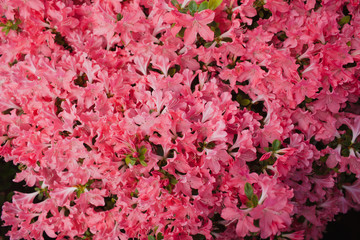 Pink azalea flower blooming background