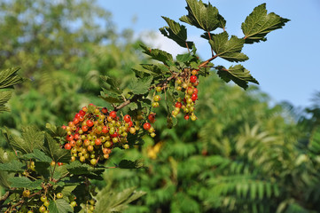 unripening currants