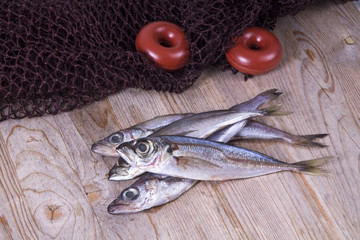 whiting and mackerel in the fishing net