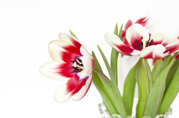 Red-white tulips. Spring flowers for the holiday.