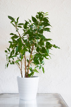 Ficus benjamina in white pot on metallic surface against white stucco wall