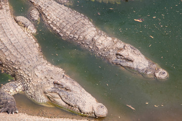 Two Crocodiles at Pond