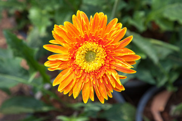 Beautiful Calendula in park