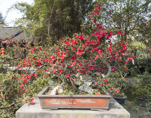 potted begonia lanscape in a park,chengdu,china