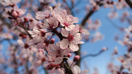 Spring cherry blossom before a blue sky