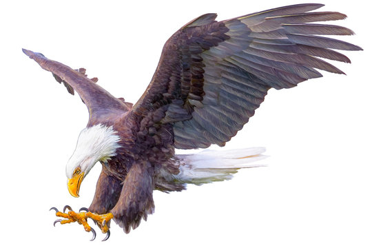 Bald eagle swoop hand draw on white background vector illustration.