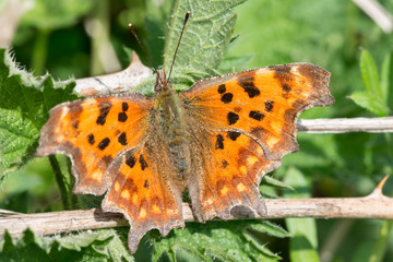 Comma butterfly in Spring