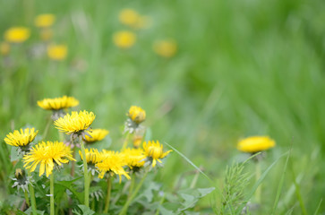 Fototapeta premium 野原に咲くタンポポ 