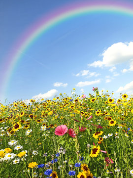 Fototapeta bunte Blumenwiese mit Regenbogen