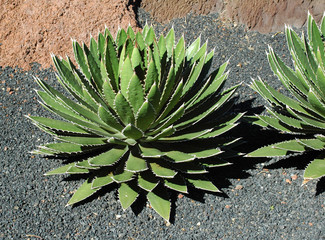 Agave shawii au jardin de cactus de Guatiza à Lanzarote