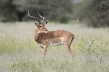 Portrait of male impala antelope in its natural habitat