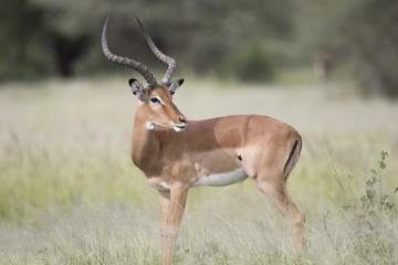 Portrait of male impala antelope in its natural habitat