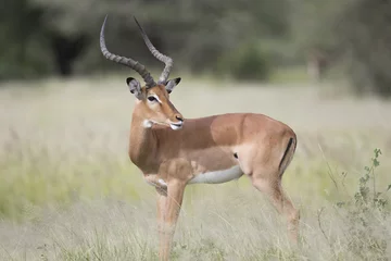 Fototapeten Antilope Portrait of male impala antelope in its natural habitat  © Pedro Bigeriego