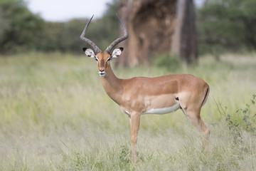 Portrait of male impala antelope in its natural habitat