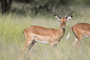 Naklejka na ściany i meble Portrait of male impala antelope in its natural habitat