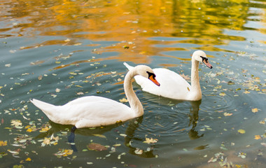 Two swans floating in a pond autumn