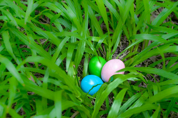 Easter eggs in grass shrub