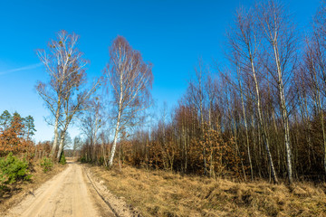 Countryside landscape with dirt road and young forest at roadsid