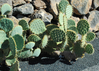 Opuntia lindheimeri au jardin de cactus de Guatiza à Lanzarote