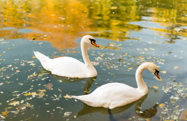 Fototapeta premium Two swans floating in a pond autumn