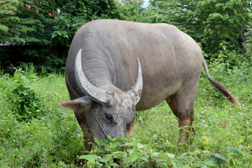 Buffalo graze