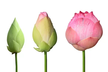 Fotobehang Lotusbloem Mooie roze lotusbloem 3 stijl isoleren op witte achtergrond