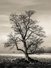Lonely tree in autumn landscape