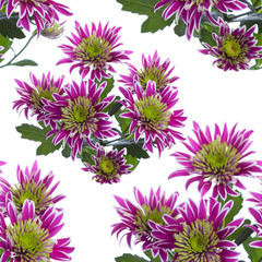 purple chrysanthemum seamless texture