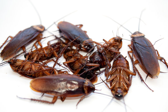 Group dead cockroach isolate on white background