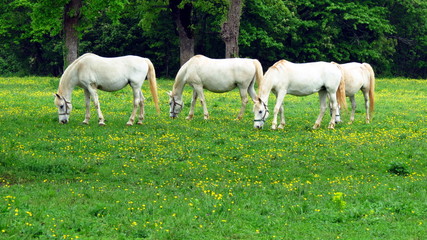 Obraz na płótnie Canvas Herd of white Lipizzan horses on pasture