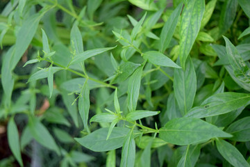 Medicinal plant - Andrographis paniculata  Burm.f.  Wall ex Nees.