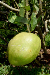 Citrus medica L. var. sarcodactylis Hoola van Nooten Swingle - RUTACEAE