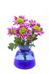 purple chrysanthemum isolated