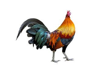 chicken bantam ,Rooster crowing isolated on white Die cutting