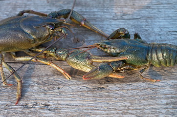 two crayfish fight