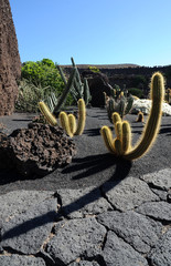 Echinopsis thelegonoides au jardin de cactus de Guatiza à Lanzar