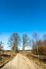 Fototapeta na wymiar Countryside landscape with dirt road and young forest at roadside