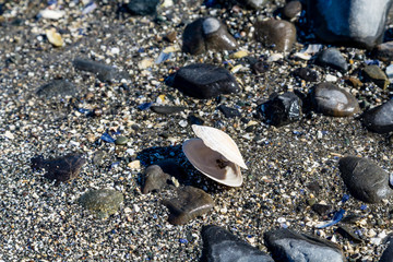 White Clam Shell on Black Beach