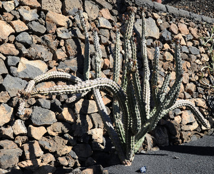 Stenocereus beneckei au jardin de cactus de Guatiza à Lanzarote