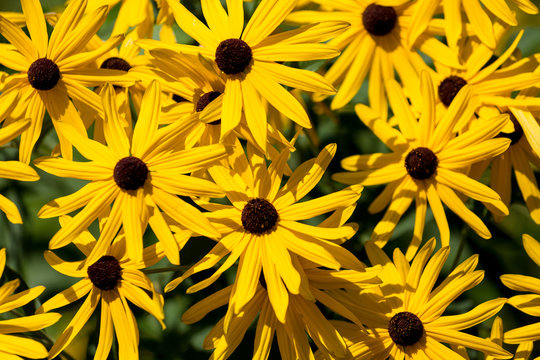Bright Yellow Petals on Brown Eyed Susans