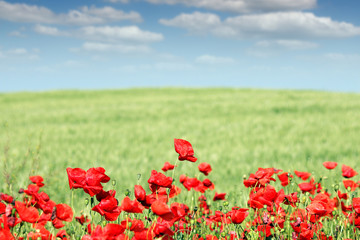 Poppies flower field landscape spring season