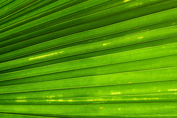 Green Palm leaf line abstract nature background