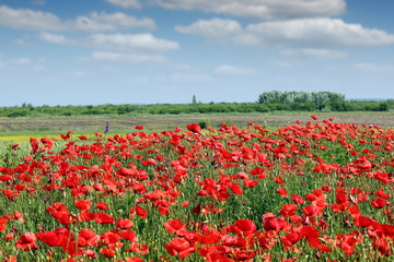 Poppies flower meadow landscape spring season