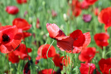 Obraz premium poppy flower nature wildflowers spring season