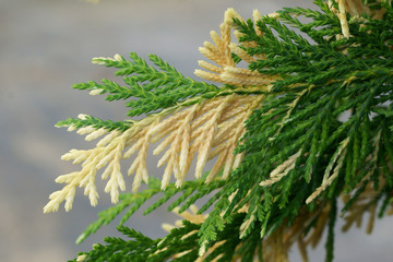Chamaecyparis nootkatensis Variegata