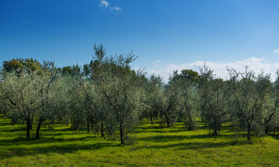 Olive tree garden in Tuskany, Italy. Natural agricultural background with blue sky