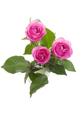 pink roses with leaves isolated on white