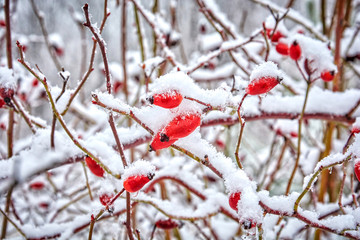 Ягоды под снегом