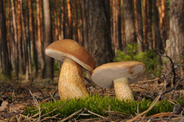 Tylopilus felleus fungus, commonly known as the bitter bolete or the bitter tylopilus
