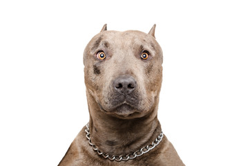 Portrait of a pitbull isolated on white background